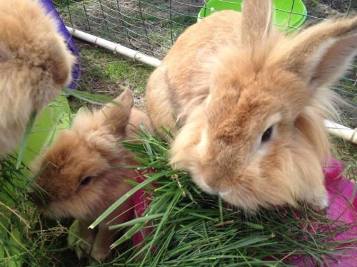 Two fluffy rabbits munching on fresh grass in a grassy outdoor setting.