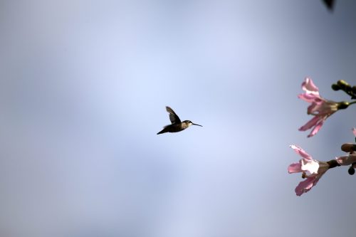 A hummingbird hovers near pink flowers against a soft blue sky.
