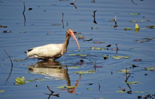 A white bird with a long beak wades through water filled with lily pads and reeds.