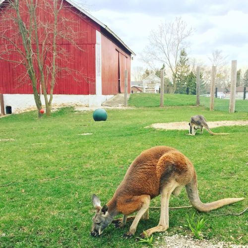 A kangaroo grazes on grass in front of a red barn, with another kangaroo in the background.