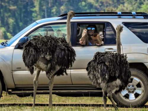 A woman in sunglasses sits in a car, interacting with two large ostriches outside the vehicle.