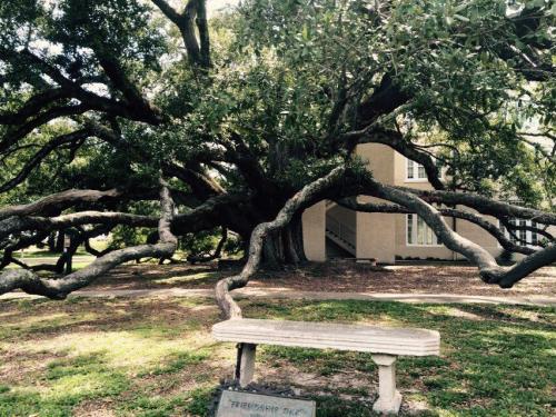 A large, sprawling tree with twisted branches stands beside a stone bench in a grassy area near a building.