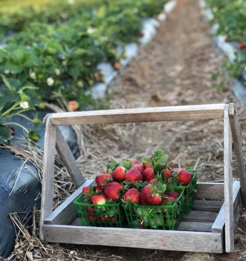 A wooden crate filled with green baskets of freshly picked strawberries in a field.
