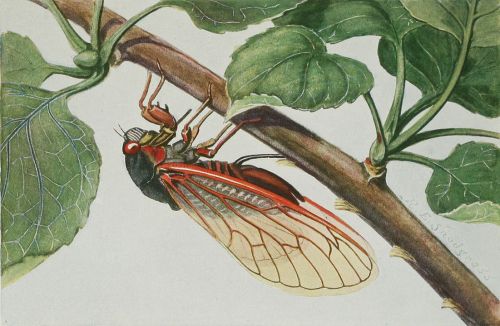 A detailed illustration of a cicada perched on a green leaf, showcasing its vibrant red and black body and transparent wings.