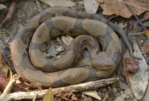 A coiled snake blending into a forest floor covered with leaves and twigs.
