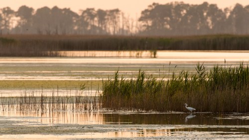 A serene wetland scene at sunset, featuring tall grasses and a solitary white bird near the water's edge.