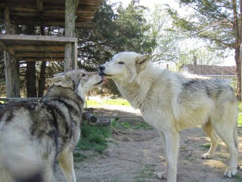 Two wolves interact playfully in a natural setting, surrounded by trees and a rustic structure.