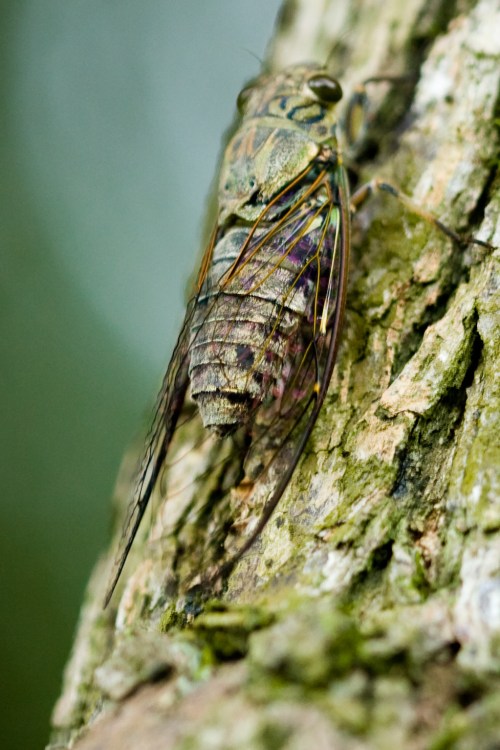 A close-up of a cicada resting on a textured tree bark, showcasing its colorful wings and intricate body details.