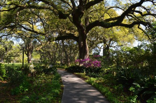 A winding path through a lush garden with vibrant flowers and large, moss-covered trees.
