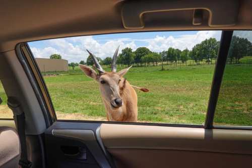 A curious antelope stands close to a car window, with green fields and trees in the background.