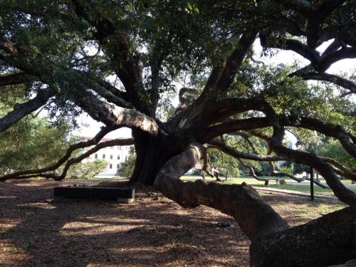 A large, sprawling tree with thick branches and a wide trunk, surrounded by a grassy area and soft sunlight.