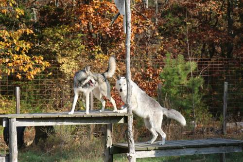 Two wolves play on a wooden platform surrounded by autumn foliage in a natural setting.