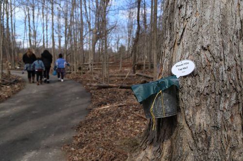 A tree with a bucket attached and a sign reading "Should YOU Tap Me?" along a wooded path with people walking in the background.