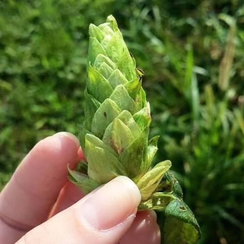 A hand holding a green, cone-shaped plant with layered leaves against a blurred green background.