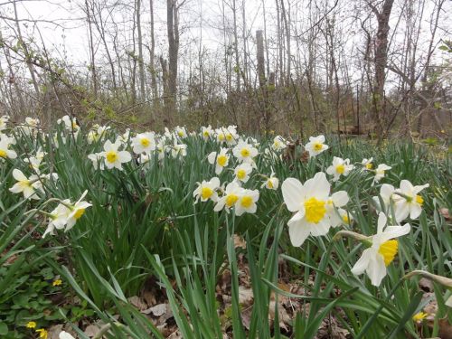 A field of white and yellow daffodils blooming among green leaves in a wooded area.