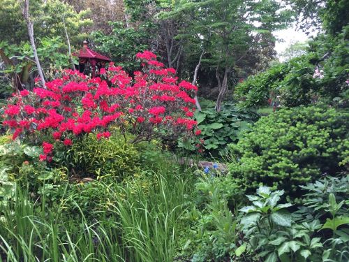 Lush garden filled with vibrant red flowers, greenery, and a gazebo in the background.
