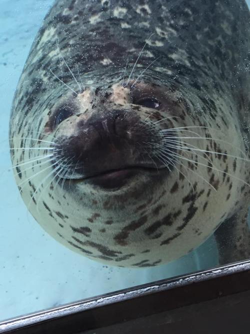 A close-up of a smiling seal with spotted fur, looking through a glass aquarium.