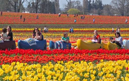 Families enjoy a colorful tulip field, riding in playful, painted boats among vibrant red and yellow flowers.