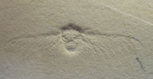 Fossilized imprint of a cicada on a textured surface, showcasing its wings and body details.