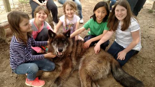 A group of five girls sits around a large, friendly dog, petting it while smiling in a natural outdoor setting.
