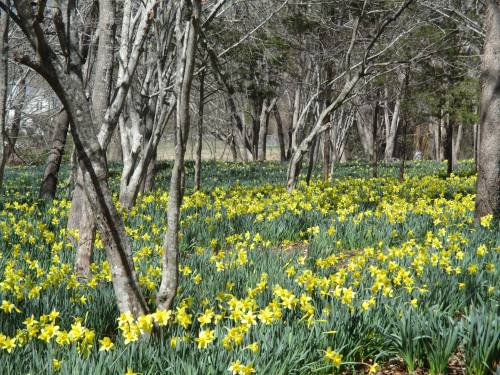 A vibrant field of yellow daffodils blooming among bare trees in a serene landscape.