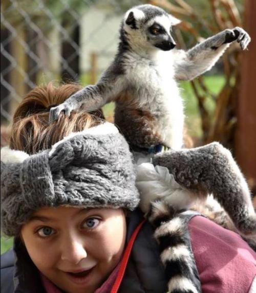 A woman with a surprised expression has a lemur perched playfully on her shoulders.