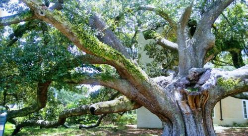 A large, sprawling tree with thick branches and lush green leaves, set against a light-colored building in the background.