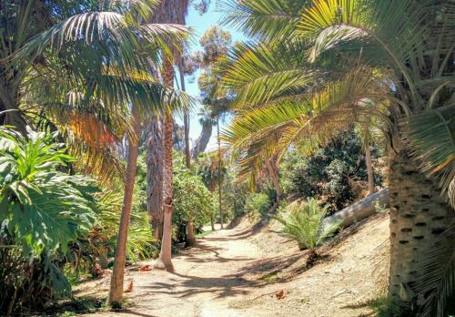 A sunlit path winding through lush greenery and palm trees in a tropical forest.