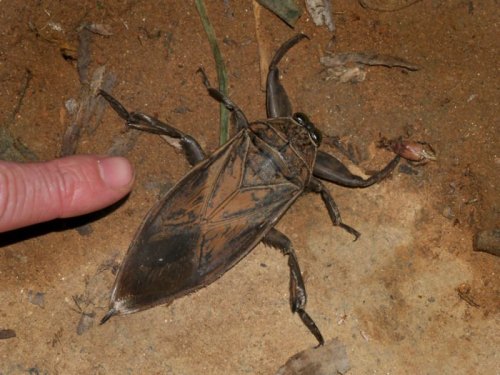 A large, brown water bug on the ground, with a finger pointing towards it for scale.