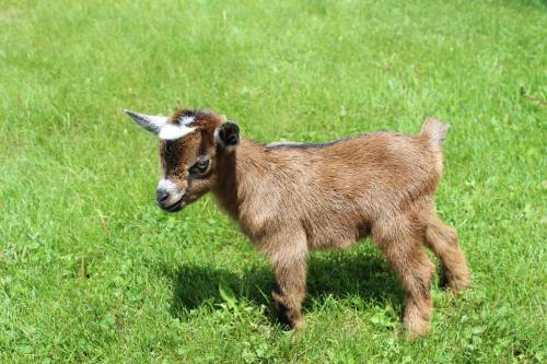 A small brown goat kid with a white patch on its head stands on green grass, looking curiously to the side.