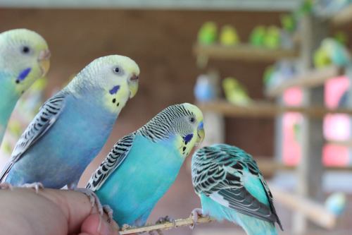 A close-up of colorful budgerigars perched on a branch, with more birds in the background.