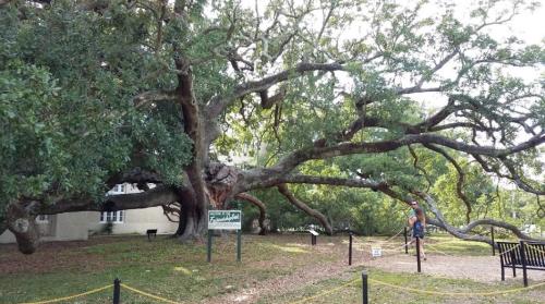 A large, sprawling tree with wide branches and lush green leaves, beside a building and a person working nearby.