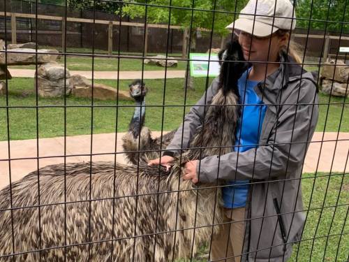 A person gently interacts with an emu through a fence at a zoo, surrounded by greenery and rocks.
