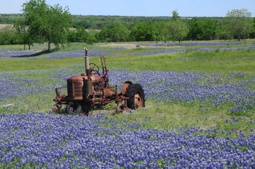 An old tractor sits in a field of vibrant bluebonnets under a clear sky, surrounded by green trees.