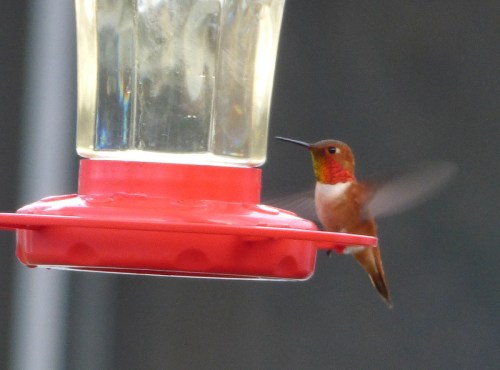 A hummingbird with a vibrant red throat hovering near a red feeder filled with nectar.