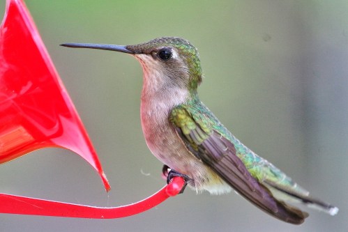 A close-up of a hummingbird perched near a red feeder, showcasing its iridescent green feathers and long beak.