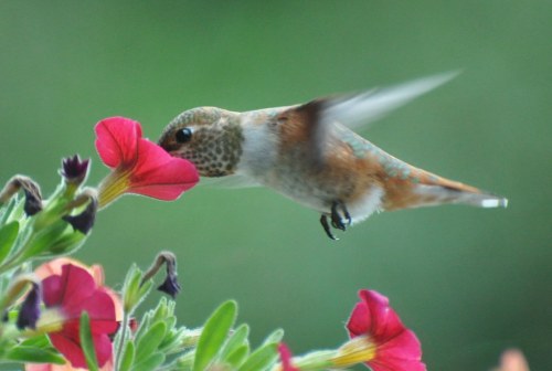 A hummingbird hovers near vibrant pink flowers, its wings blurred in motion against a green background.