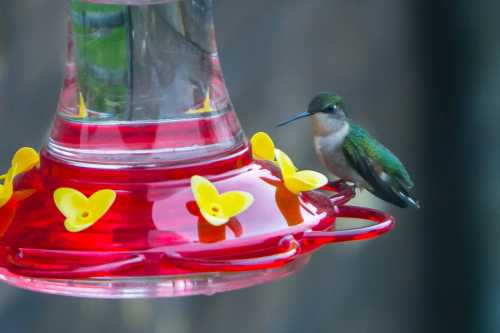 A hummingbird perched on a bright red feeder with yellow flower-shaped ports, surrounded by a blurred background.