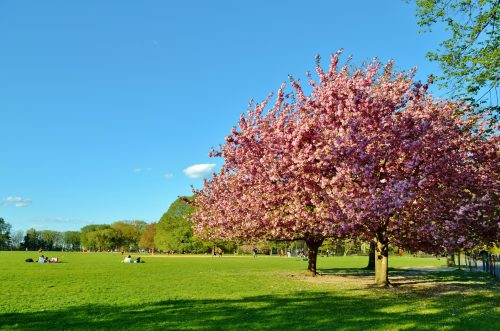 A vibrant pink cherry blossom tree stands in a sunny park with people relaxing on the green grass under a clear blue sky.