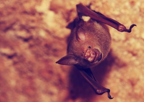 A close-up of a bat hanging upside down against a textured background. Its eyes are closed, and wings are partially spread.