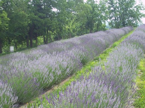 A serene lavender field with rows of blooming purple flowers surrounded by lush green trees.