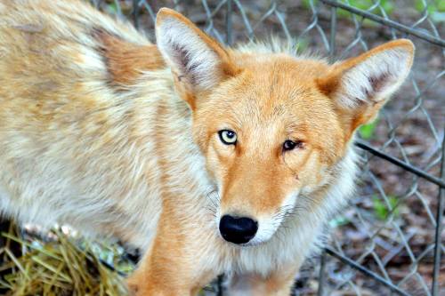 A close-up of a tan and white coyote with striking blue and brown eyes, standing near a fence.