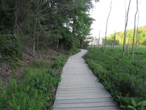 A winding wooden path through lush greenery and trees, leading into a serene natural landscape.