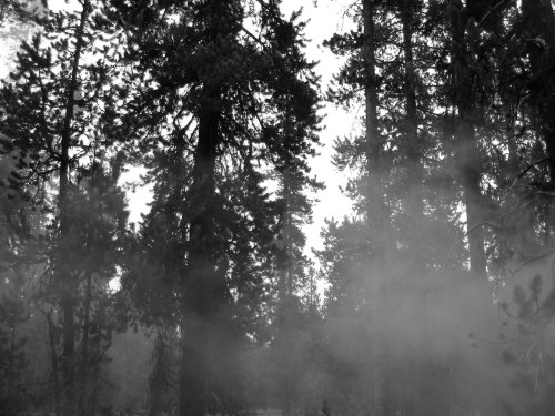 A misty forest scene with tall trees, captured in black and white, creating a mysterious atmosphere.