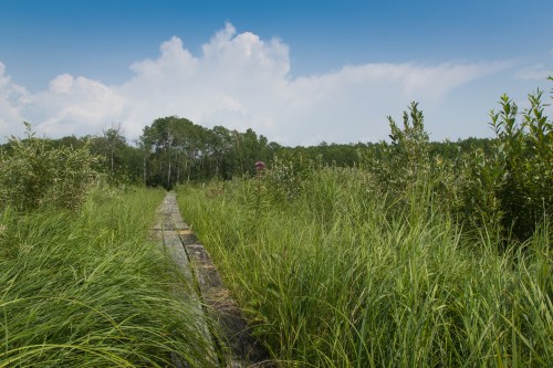 A wooden path through tall grass leads into a lush green landscape under a blue sky with scattered clouds.