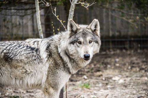 A close-up of a gray wolf standing in a natural setting, looking directly at the camera with a focused expression.
