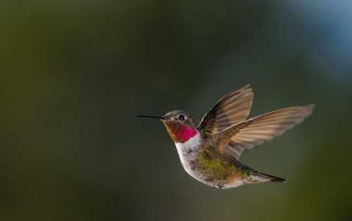 A hummingbird in mid-flight, showcasing vibrant feathers and a shimmering throat patch against a blurred green background.