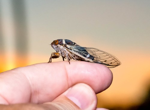 A close-up of a cicada perched on a person's fingertip, with a blurred sunset background.