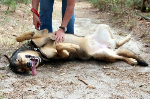 A person pets a happy dog lying on its back in a forested area, enjoying a playful moment.