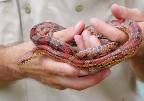 A person holds a colorful snake with red and brown patterns in their hands.